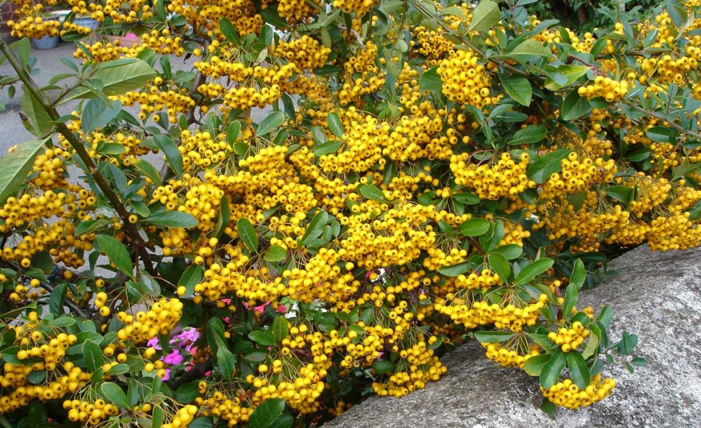 Pyracantha