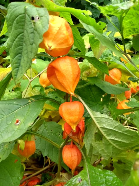 Chinese Lanterns or Physalis alketengi franchetii