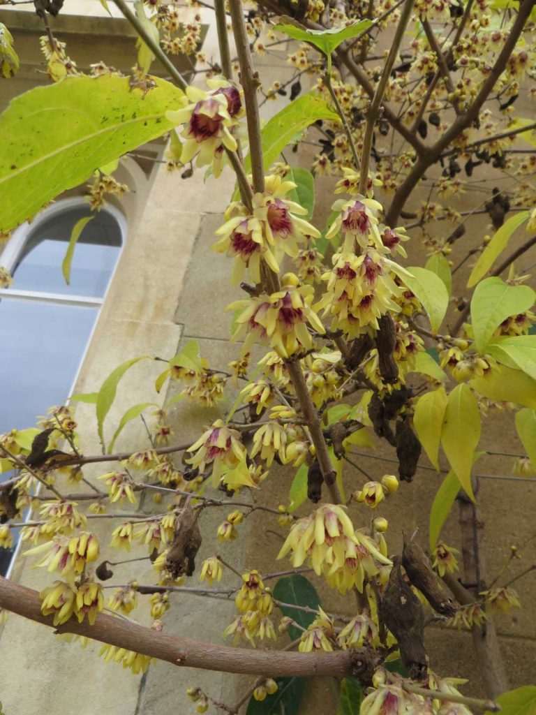 Chimonanthus praecox or Wintersweet