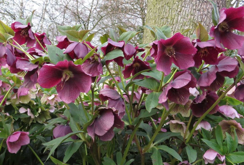 Hellebore orientalis