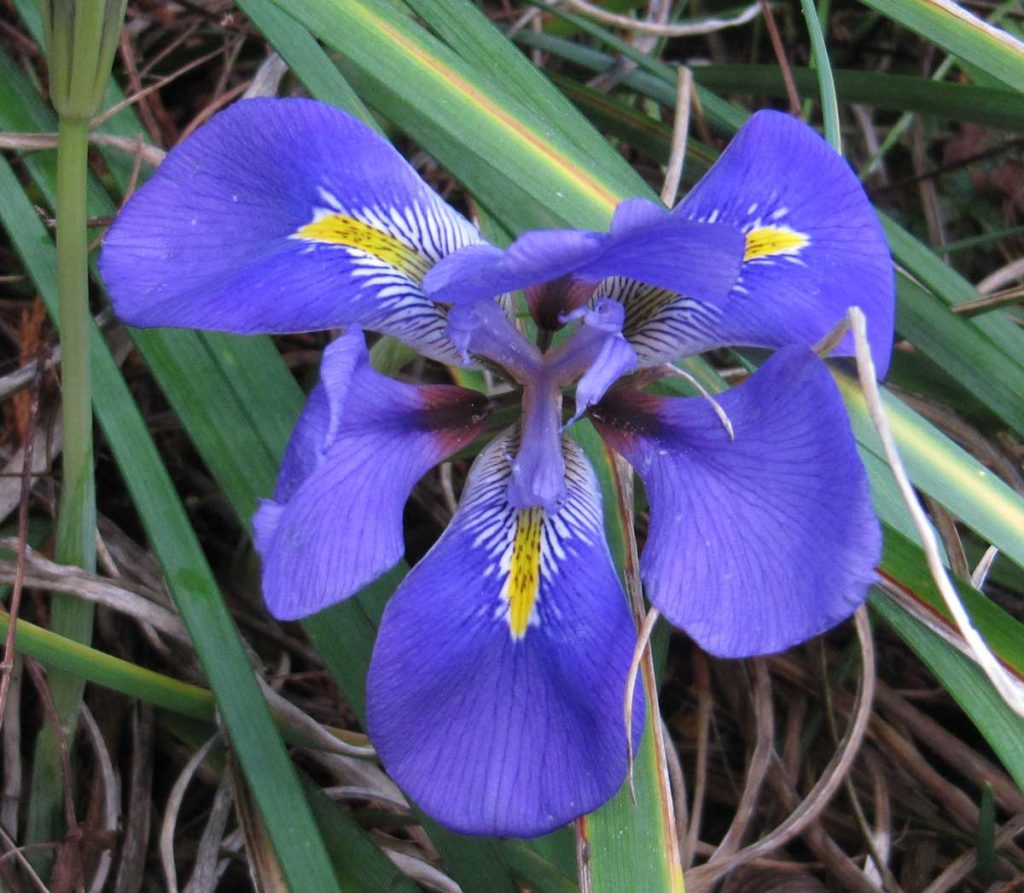 Iris unguicularis Mary Barnard