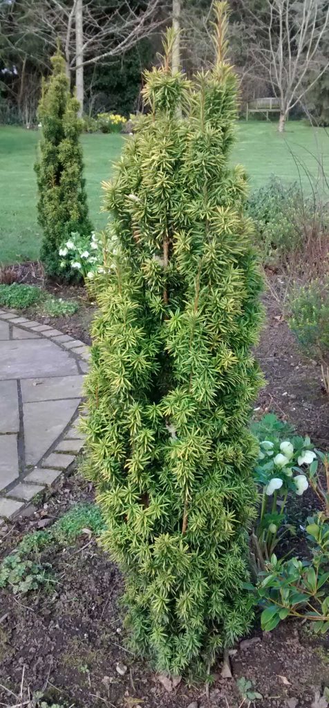 Taxus baccata Standishii