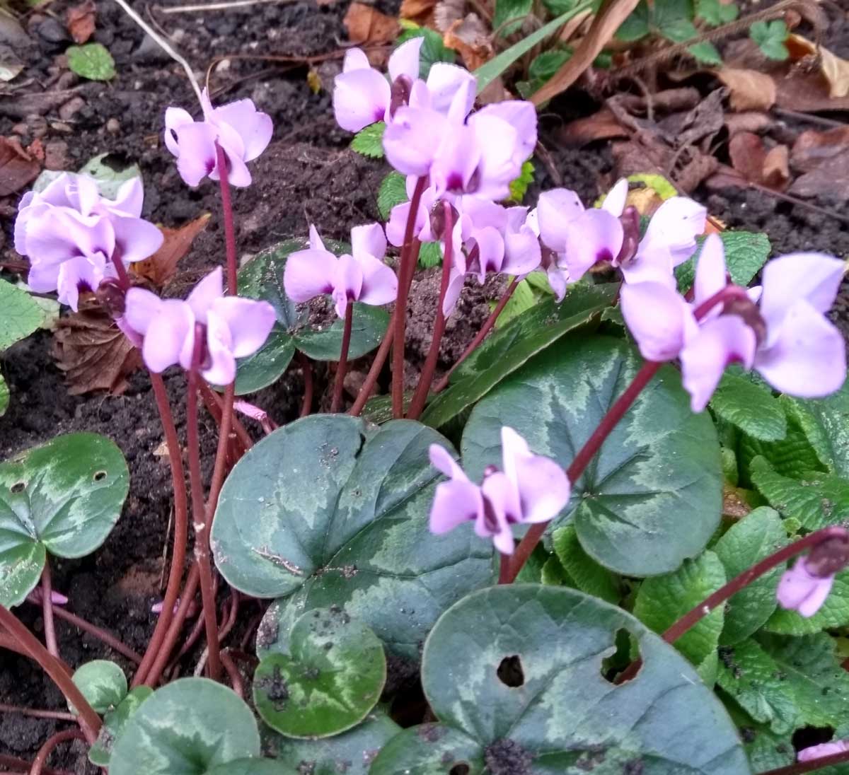 Cyclamen coum