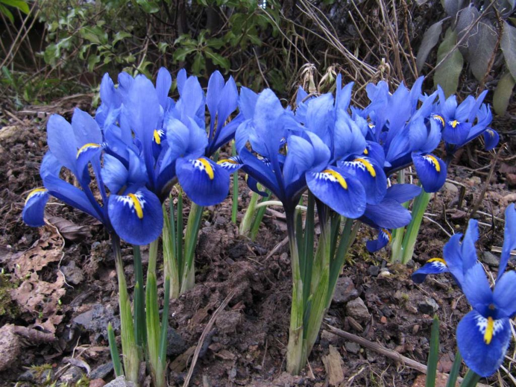 Iris reticulata