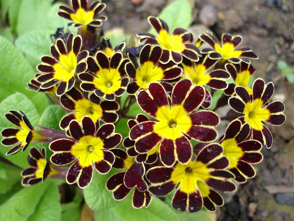 Primula Gold Lace