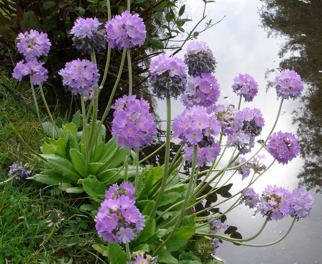 Primula denticulata