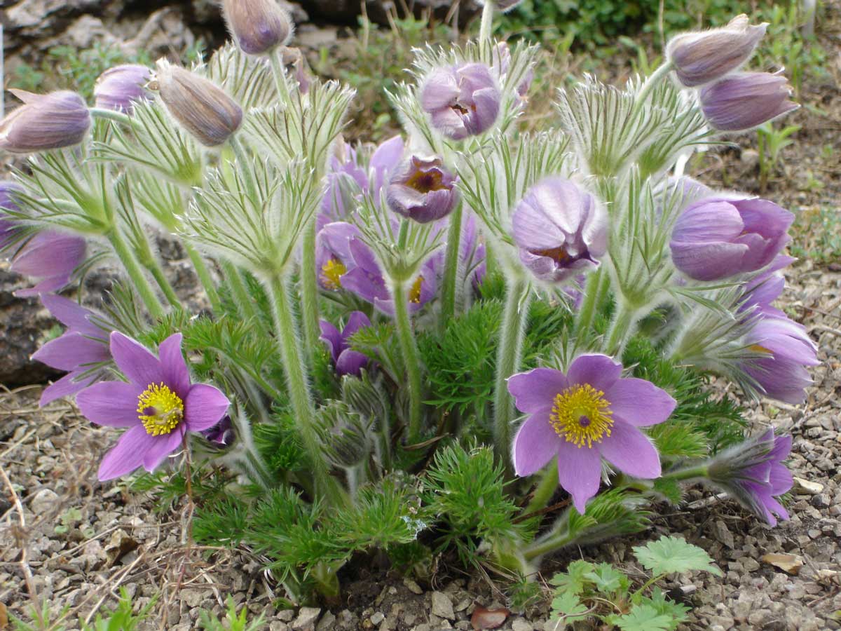 Pulsatilla Pasque flower