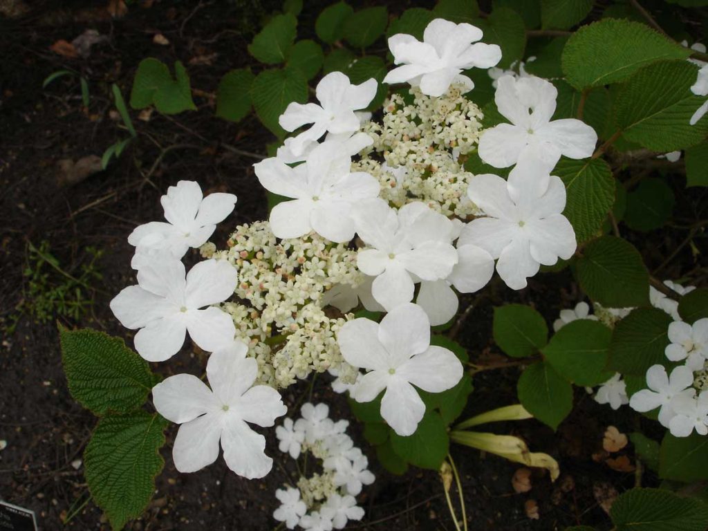 Viburnum plicatum