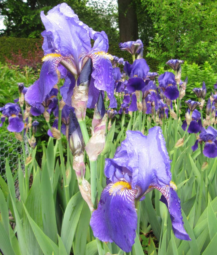 Bearded iris