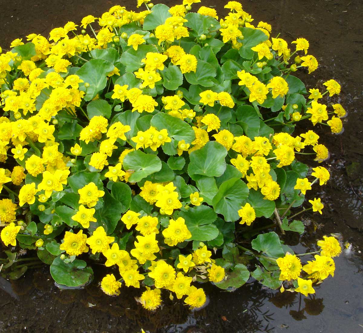 Caltha palustris