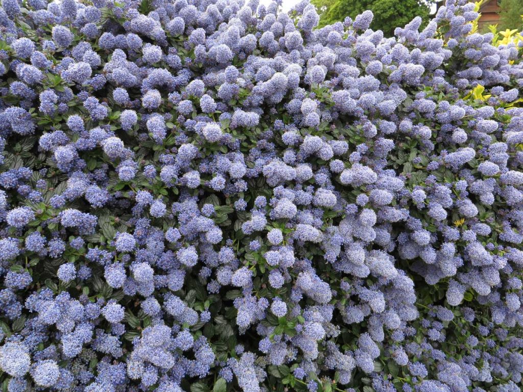 Ceanothus Puget Blue