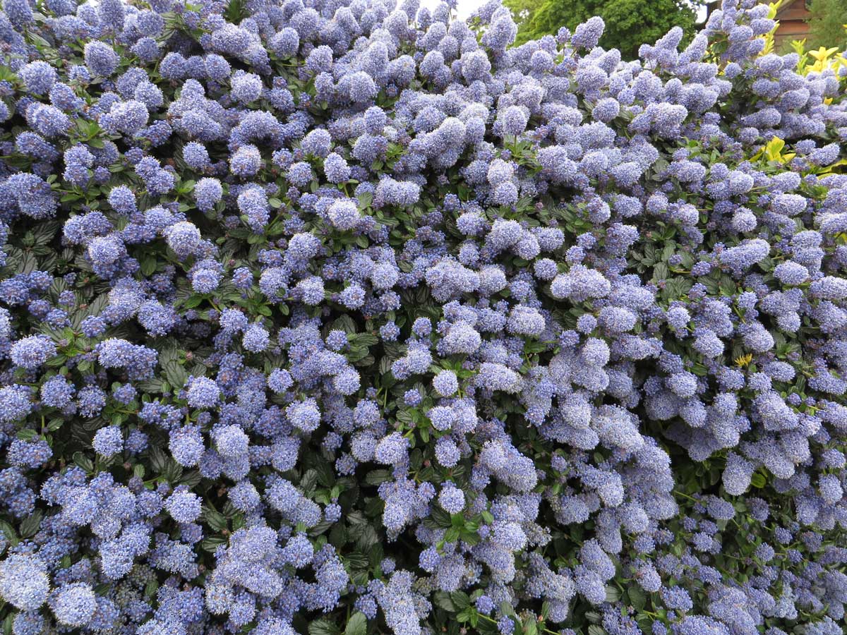 Ceanothus Puget Blue