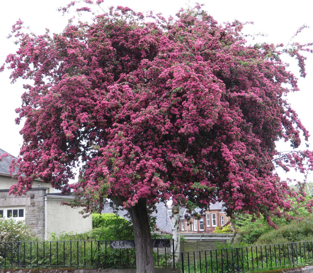 Crataegus Paul's Secret