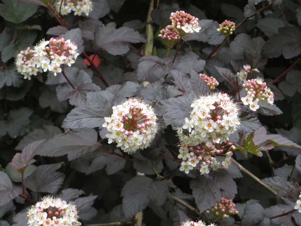 Physocarpus diablo