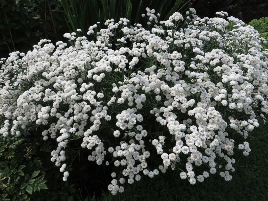 Gypsophila Rosy Veil