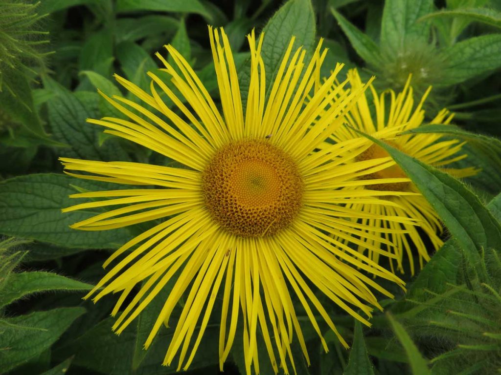 Inula hookeri