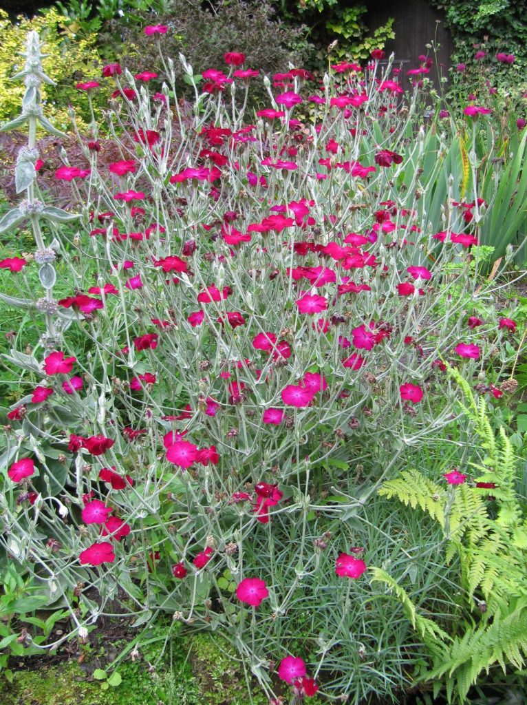 Lychnis coronaria