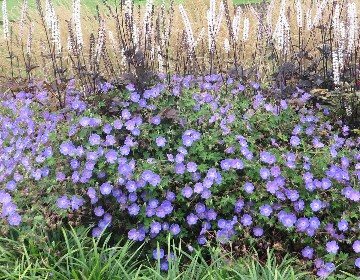 Geranium Rozanne