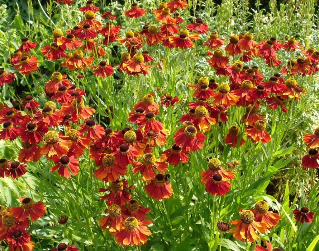 Helenium