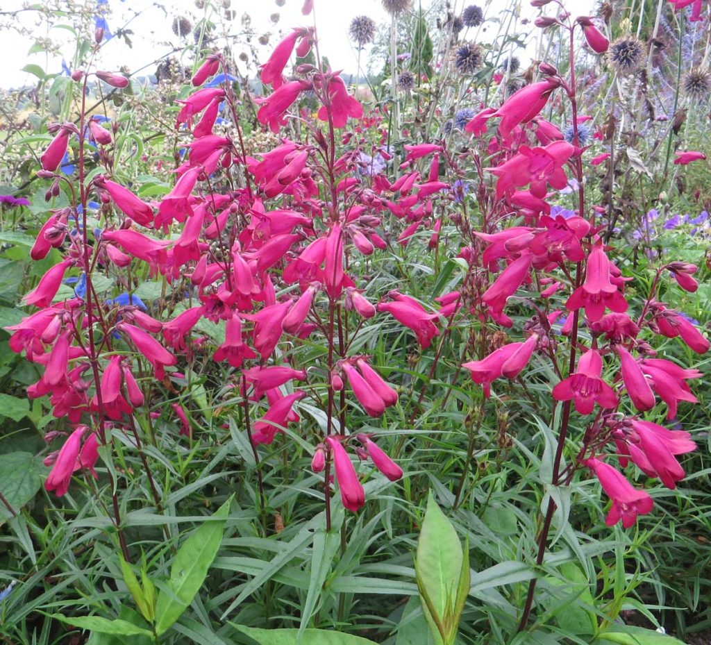 Penstemon Garnet