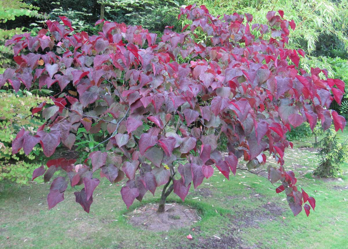 Forest pansy or Cercis canadensis