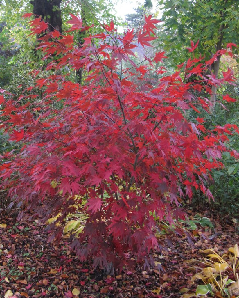 Acer palmatum