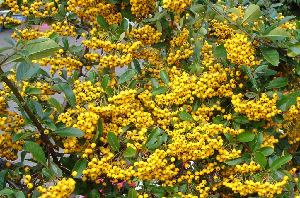 Pyracantha