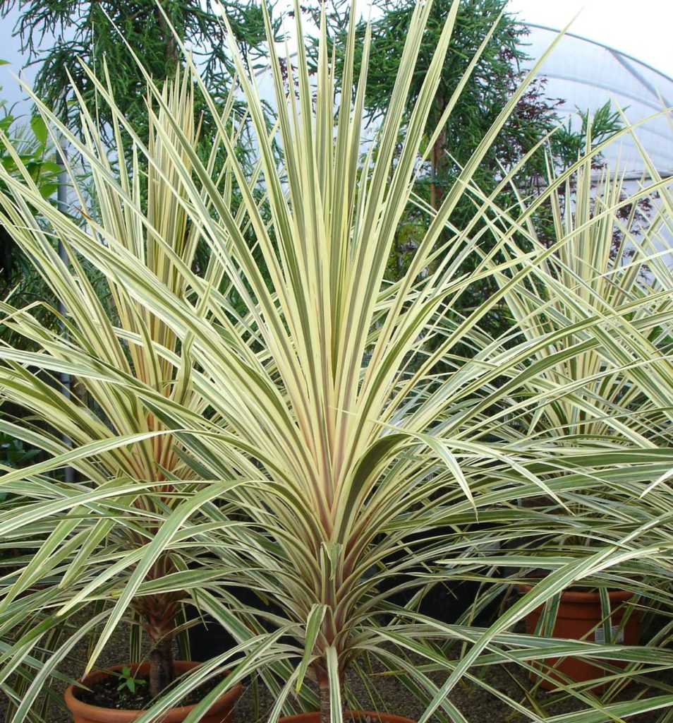 Cordyline